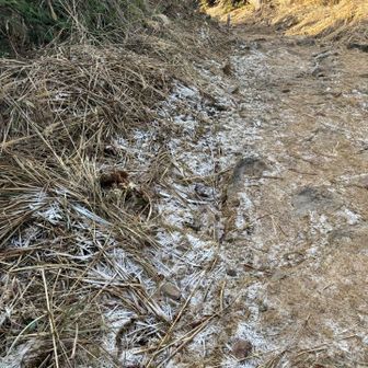 夕方でも霜が…