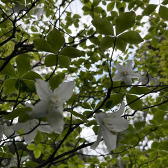 シロヤシオ
まだ残る。