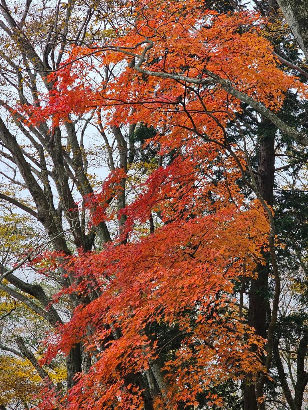 ところどころに現れる鮮やかな紅葉がこの世界には色があることを思い出させます。
