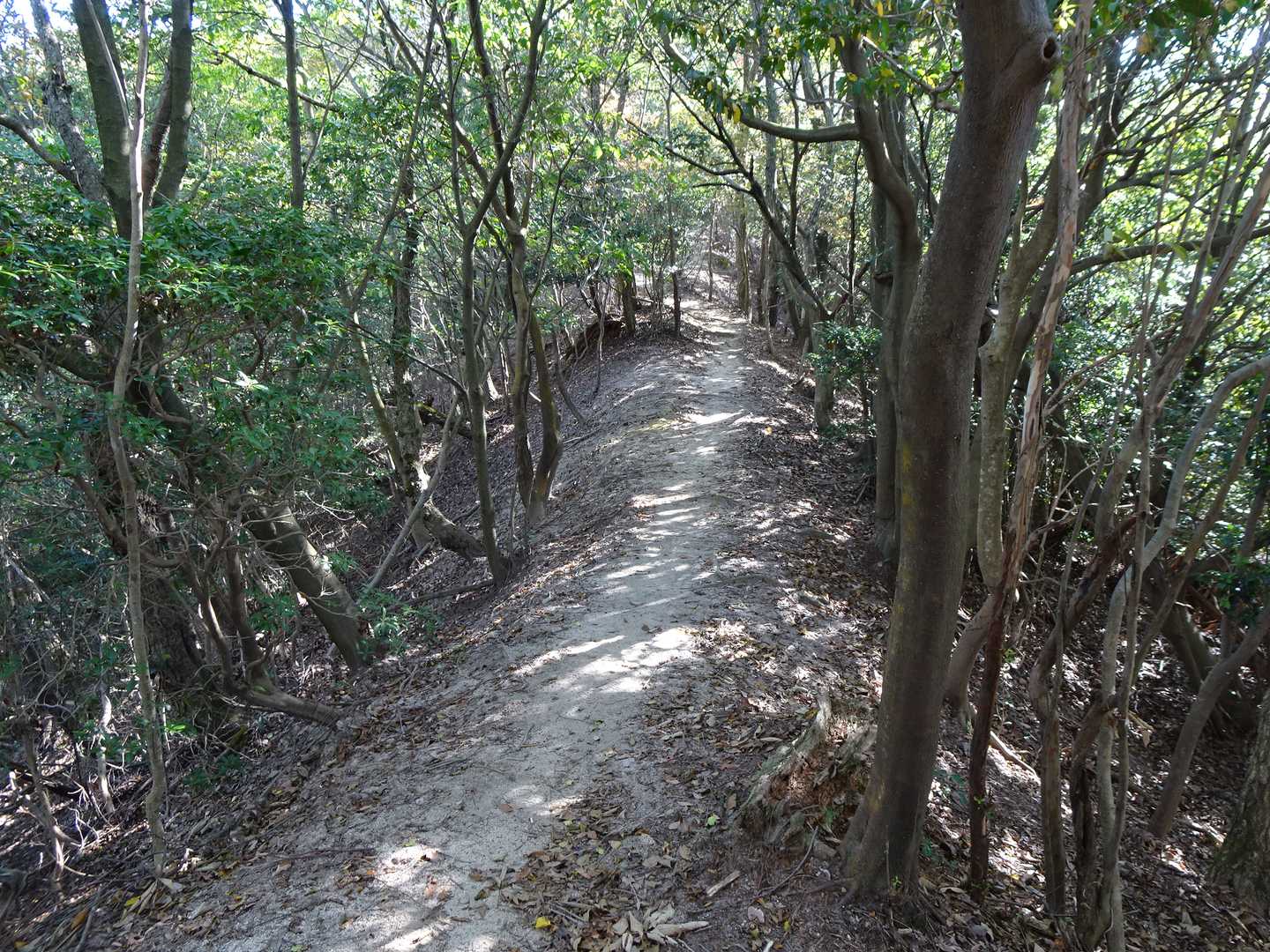 やっぱり歩き易い尾根道