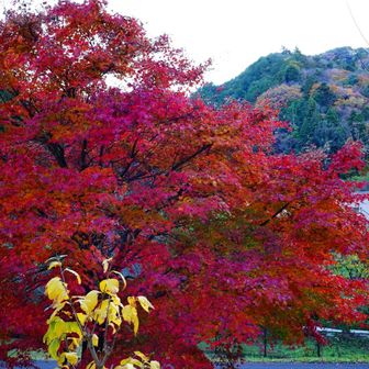 高尾梅の郷まちの広場の紅葉もピーク過ぎたよう