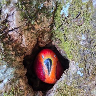 木の穴にひょっこりと鳥ちゃん♡
鳥好きの私にはたまらない🤤