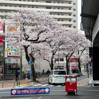 桜がほぼ満開です