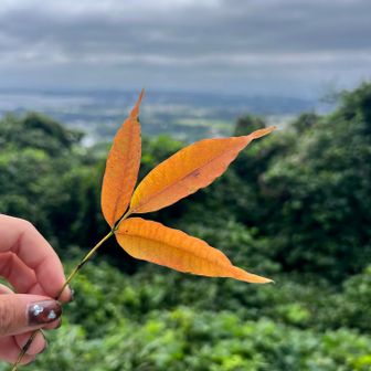 少し紅葉🍁