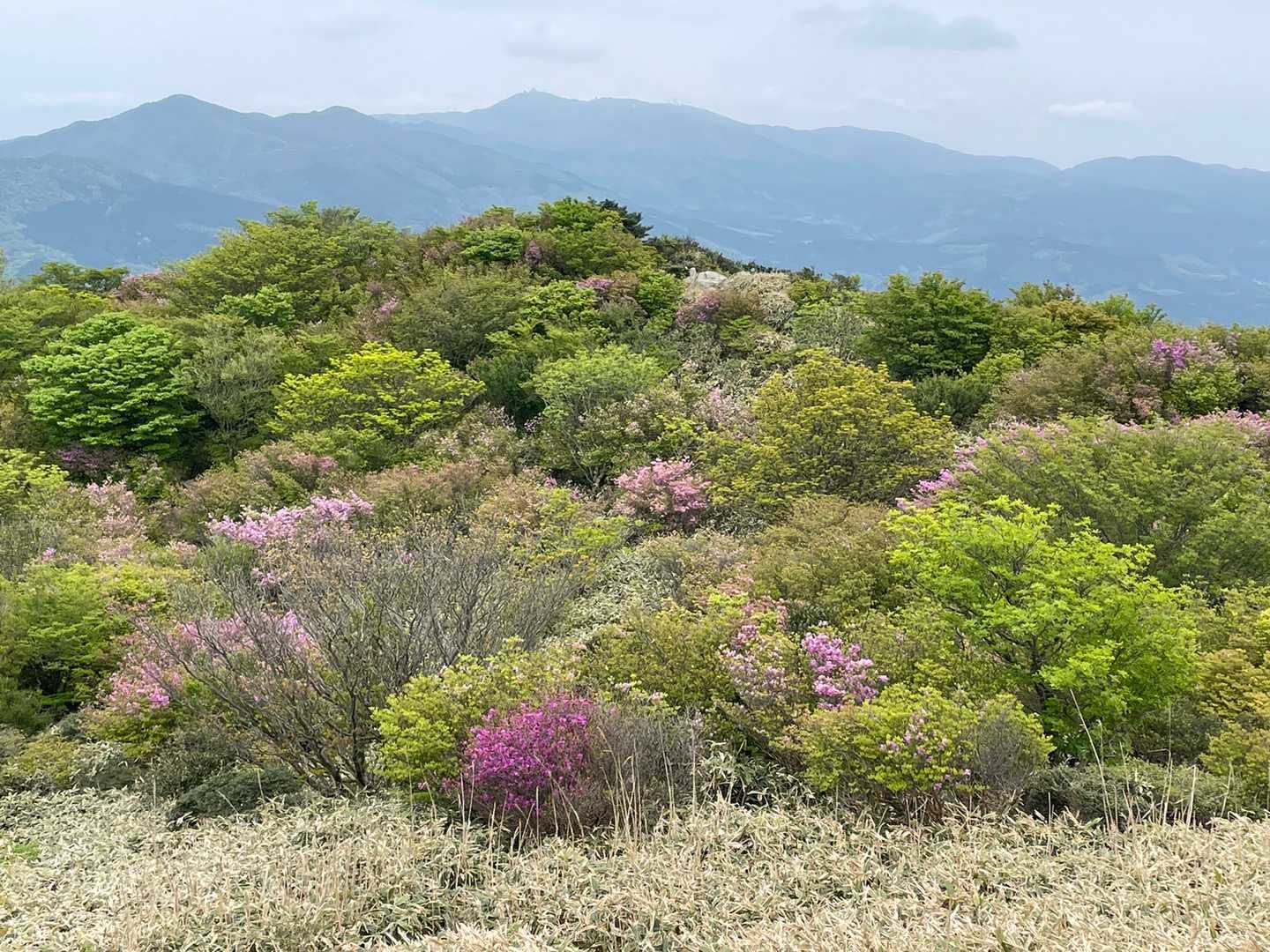 瑞梅寺登山口-井原山 往復コースの写真