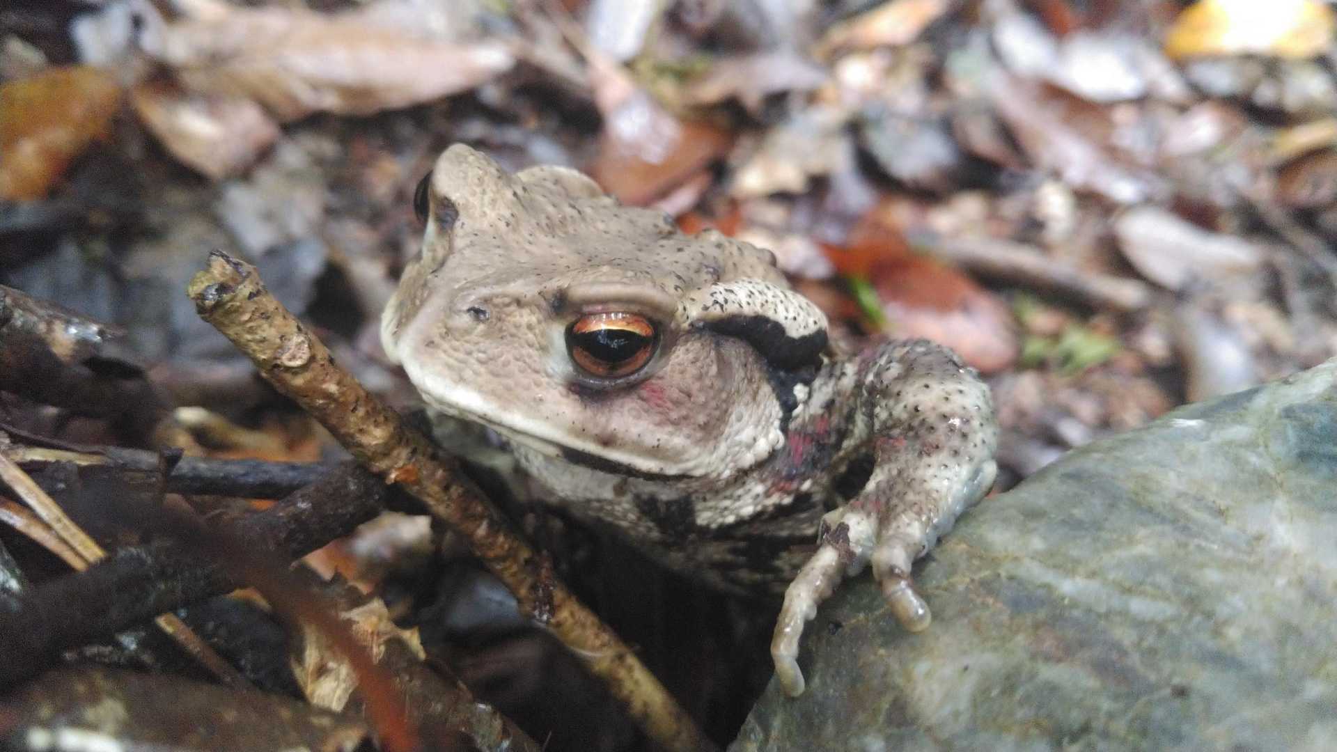 宝満山出身？
一緒に登るか