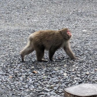 カットオブスコンブ