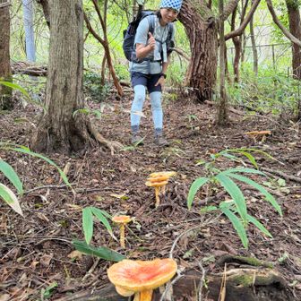 眺望無いから、楽しみは巨大キノコ🍄‍🟫🍄