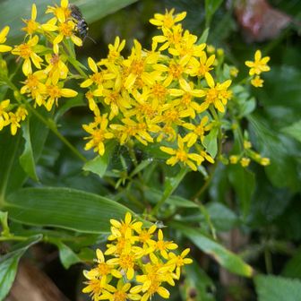 キオン🌼