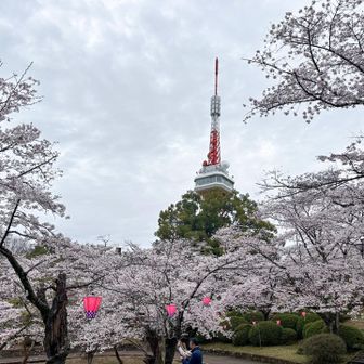 青空ならもっと綺麗なのにね🌸