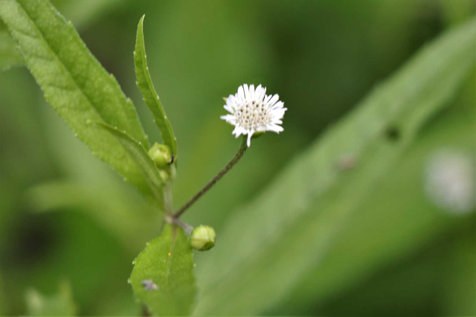 タカサブロウです。