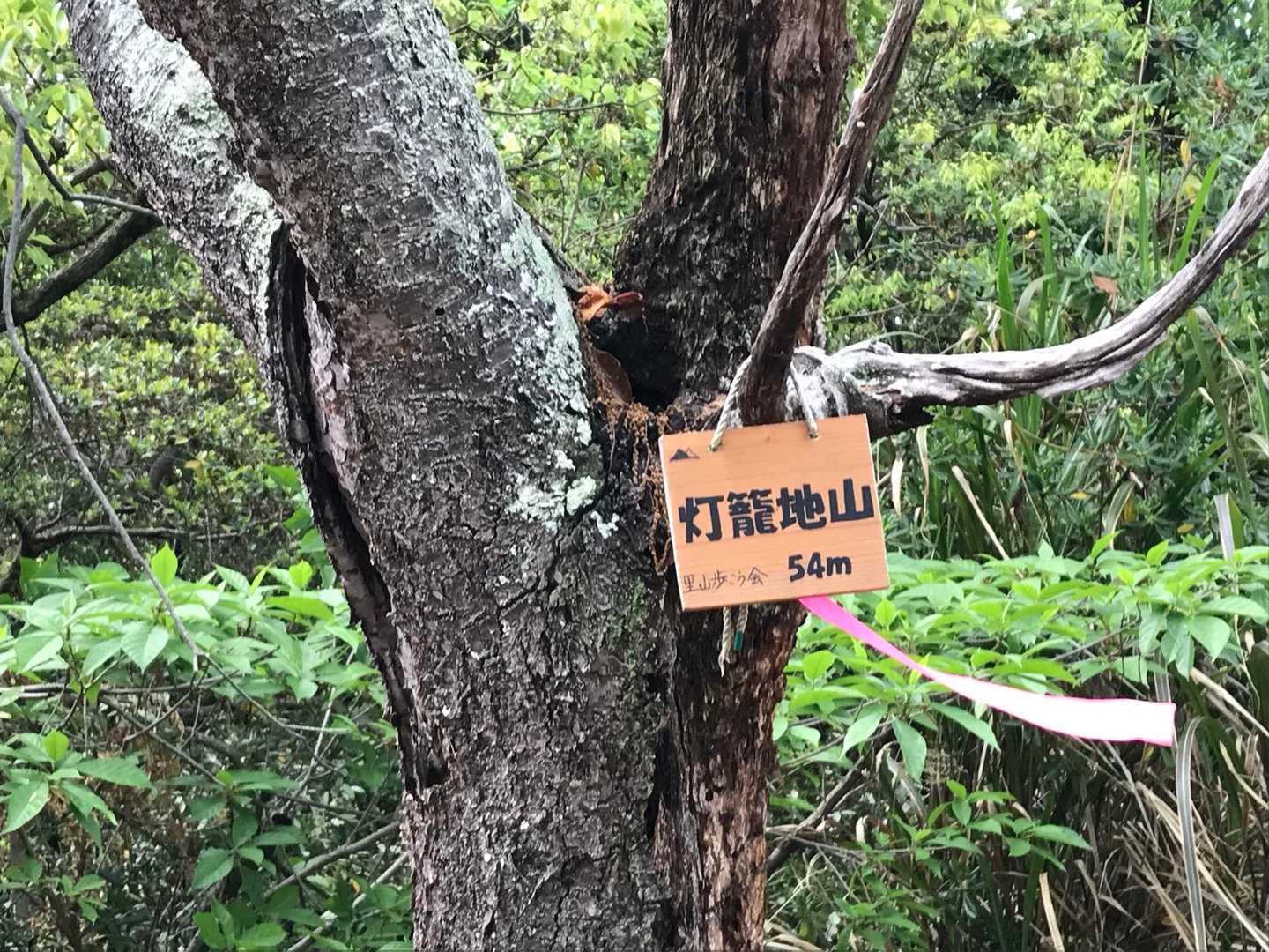 とりあえず分岐からピストンで灯籠地山ピークへ🏔
さぁ、この先の竹林はどうだ？💦
やっぱり枯れてるのか？💦