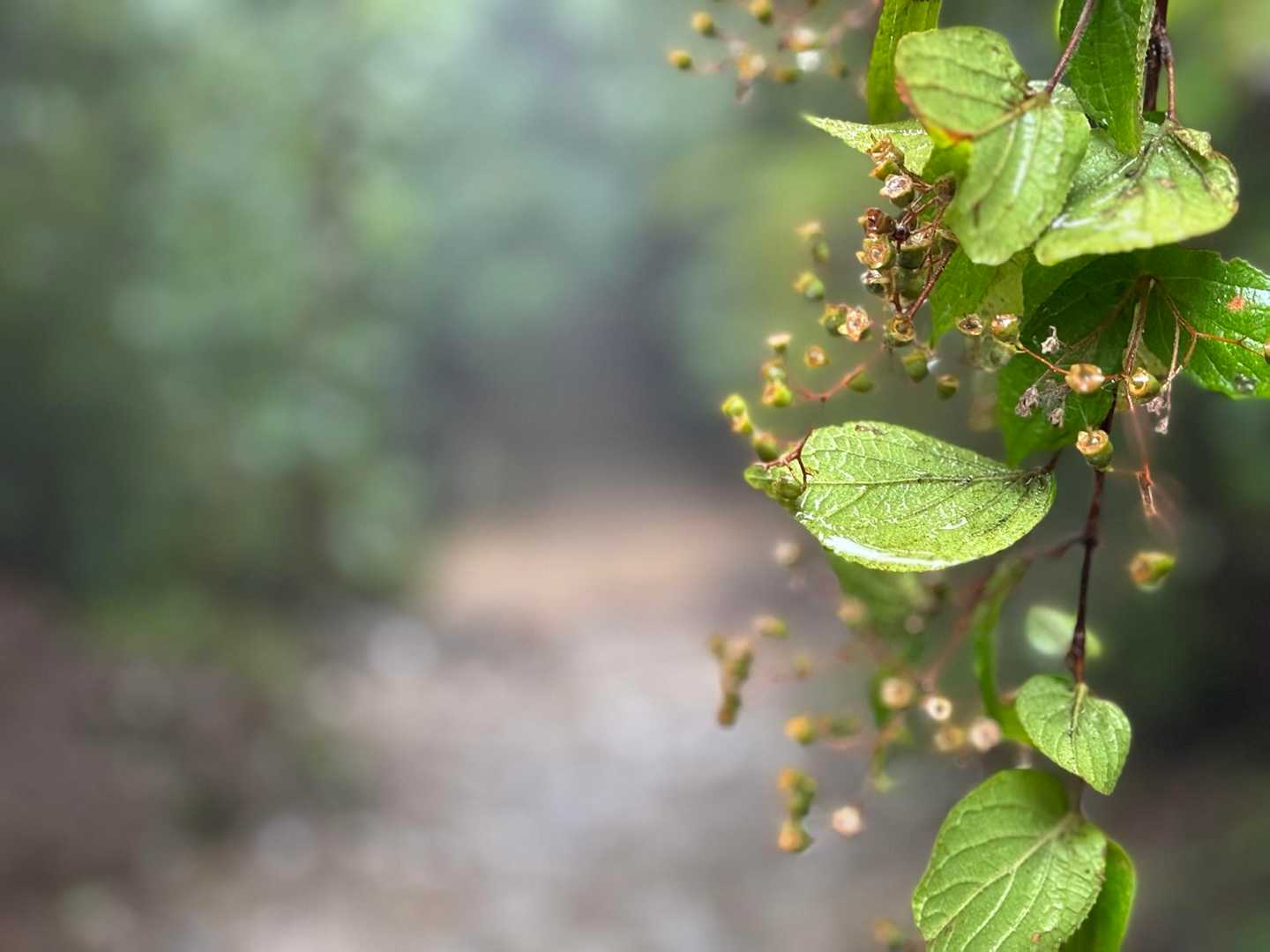 雨で葉っぱ🌱もウルウル