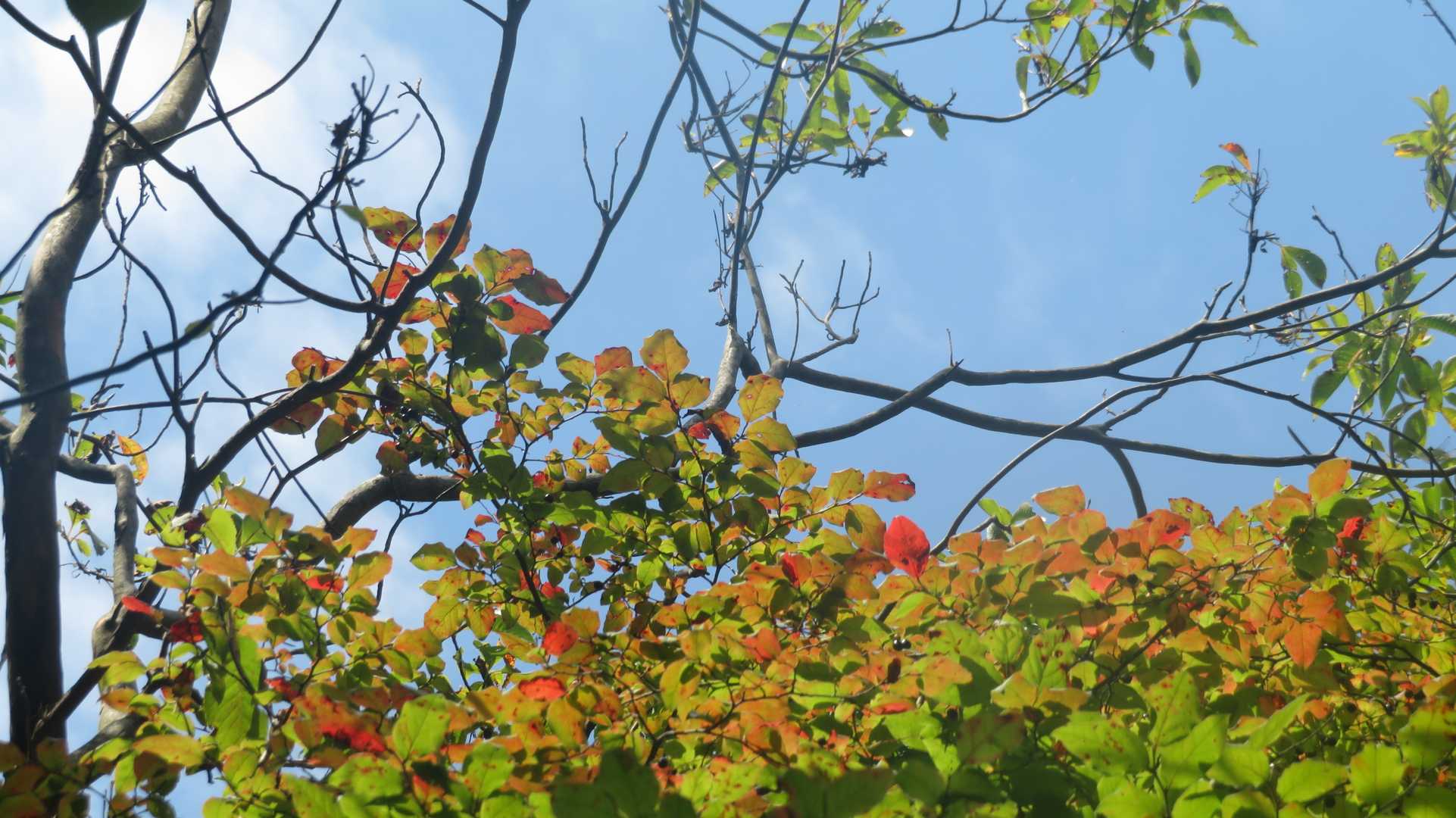 猿投山も紅葉が近い