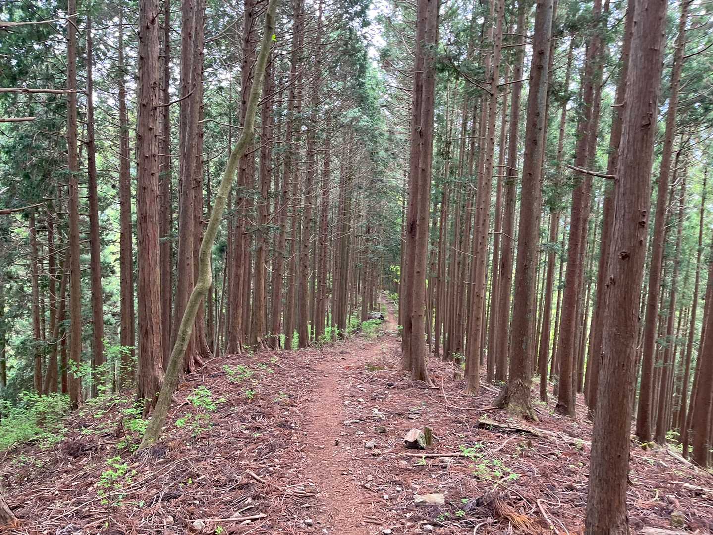 鶴脚山-馬頭刈山-高明山-長岳 縦走コースの写真