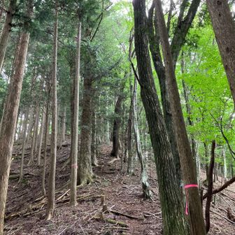 尾根続きの1038Pへ。