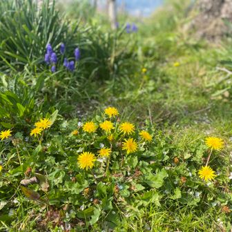 もう春だね🏵️