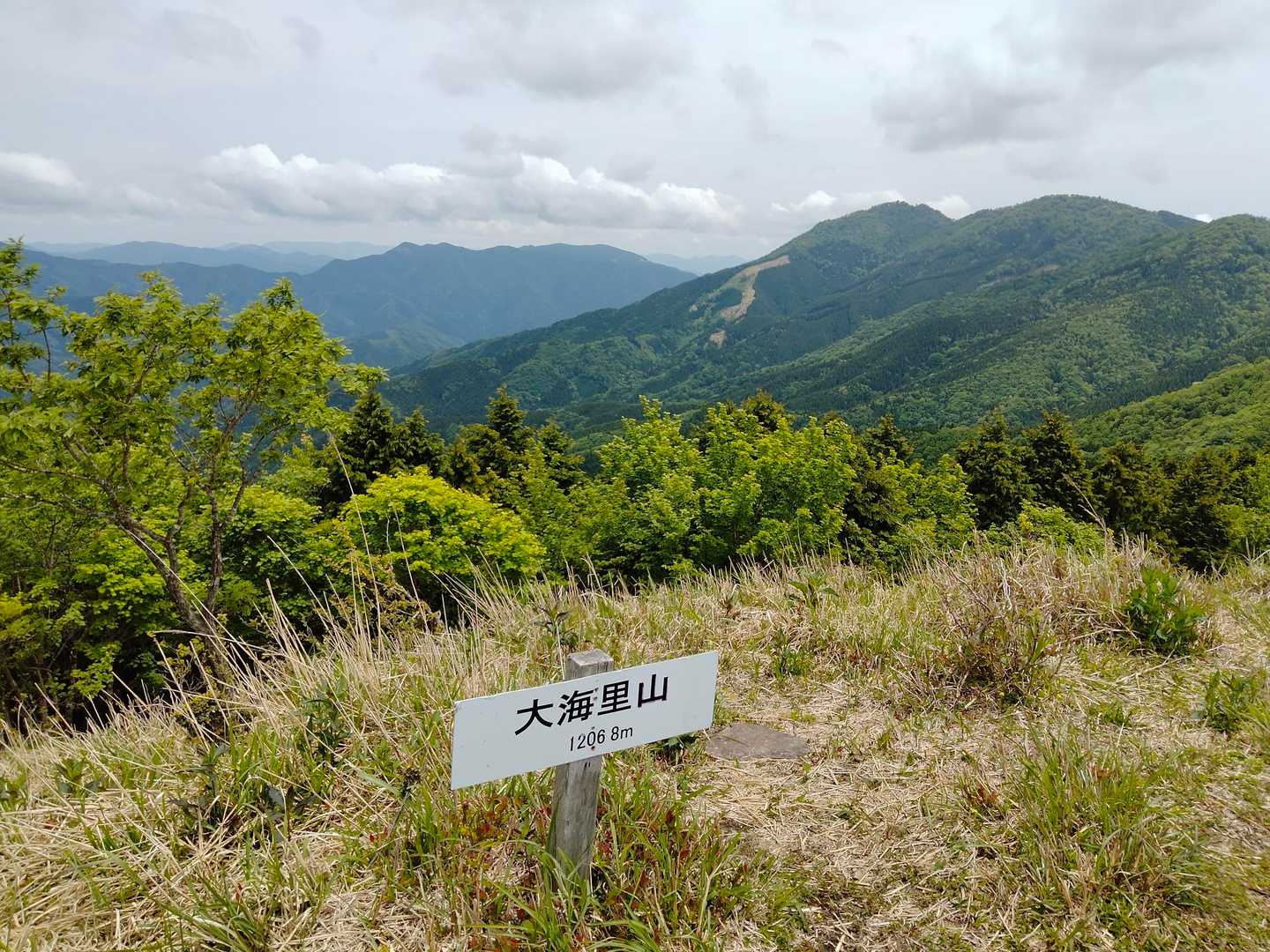 この付近に数本咲いていましたよ😊