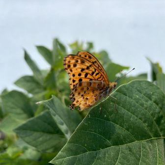 開けた山頂にはこの蝶が必ずいる。他にモンキアゲハとカラスアゲハがいたが、スマホしかなかったので撮れなかった