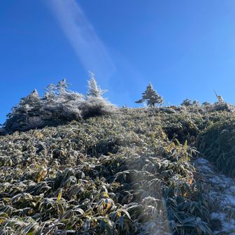 山頂付近は笹で覆われて笹漕ぎが大変💦ゲータ忘れたー😞
