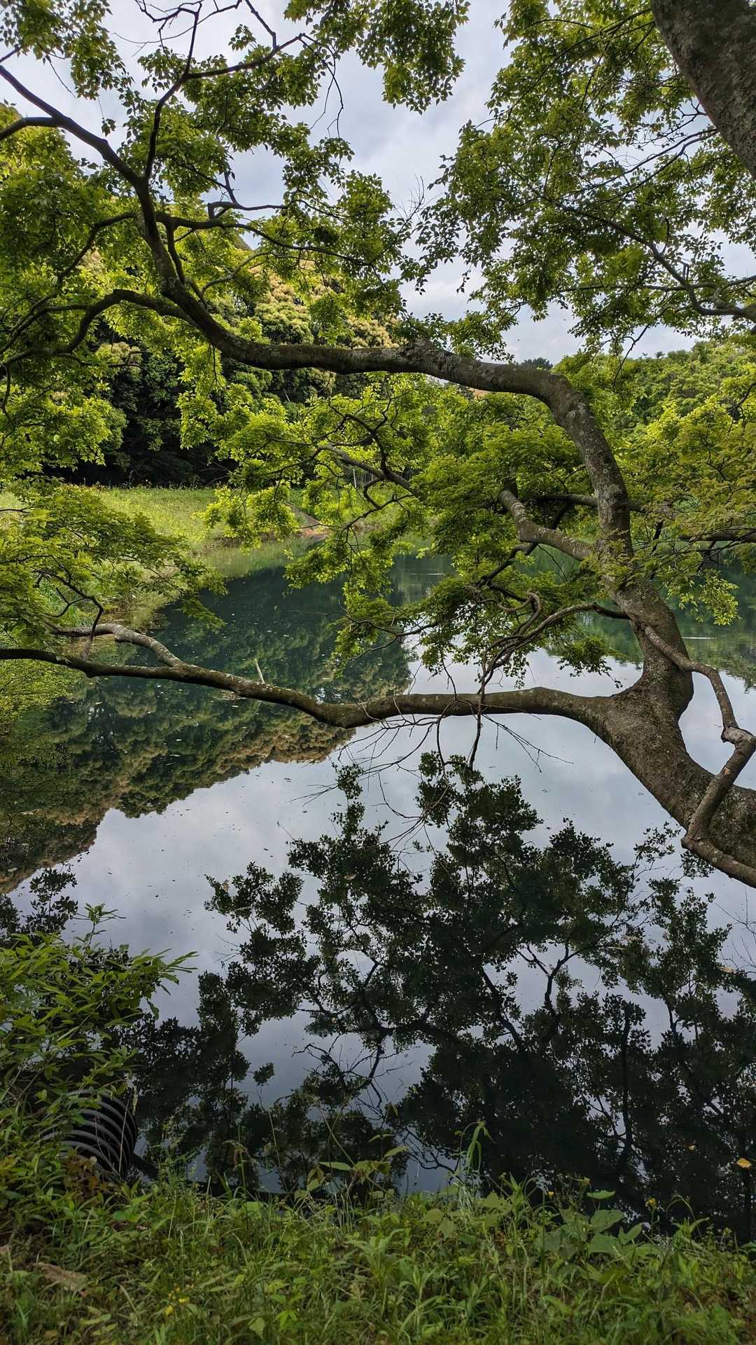 登山口ため池。風なく鏡みたい。綺麗!🤗