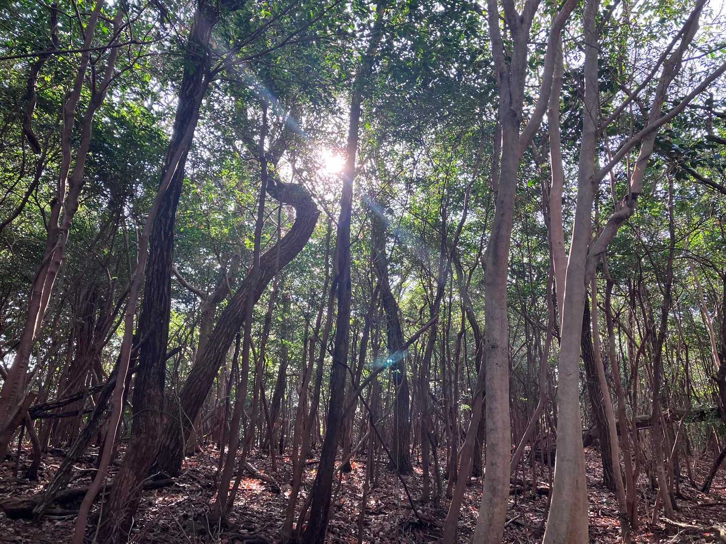 桝形山 往復コースの写真