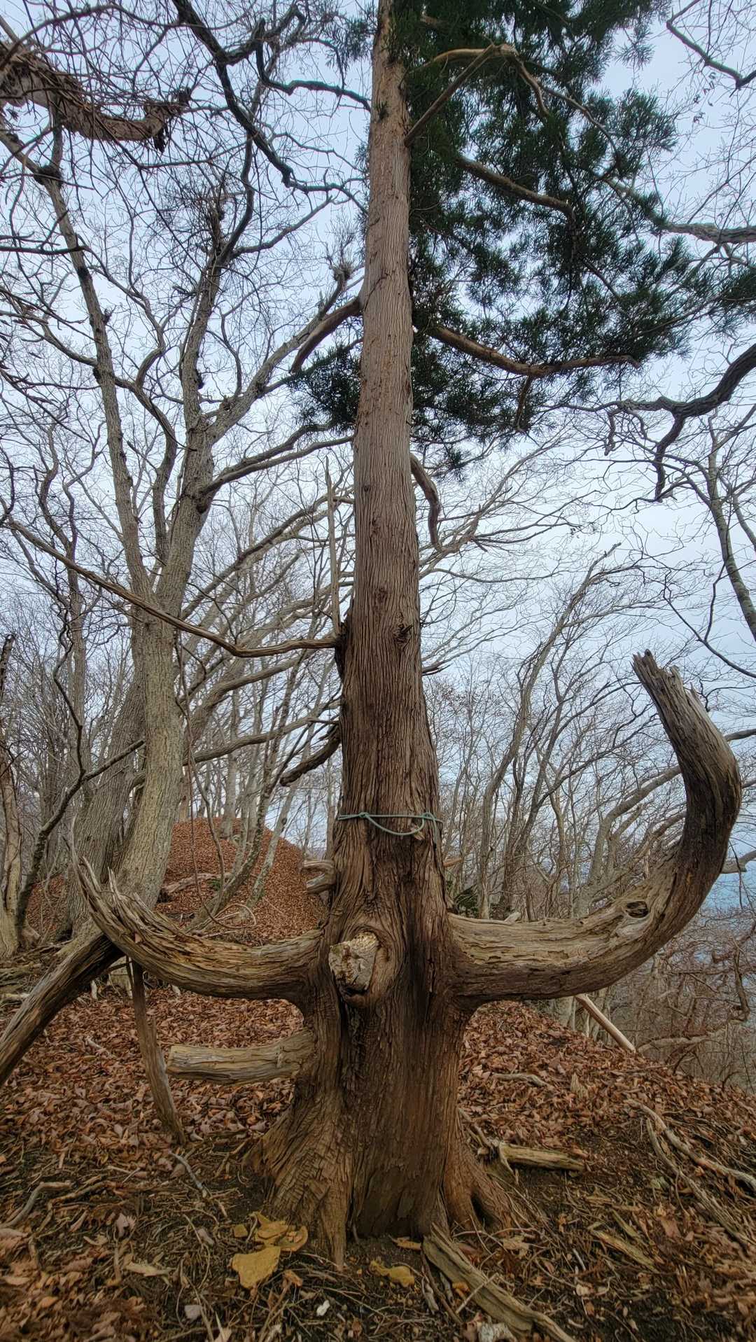 ✨御神木✨と言うか　もはや神刀⚔️

福島大神宮拝殿の八鉾杉(はちほこすぎ)しかり
流石は横綱が産まれた地