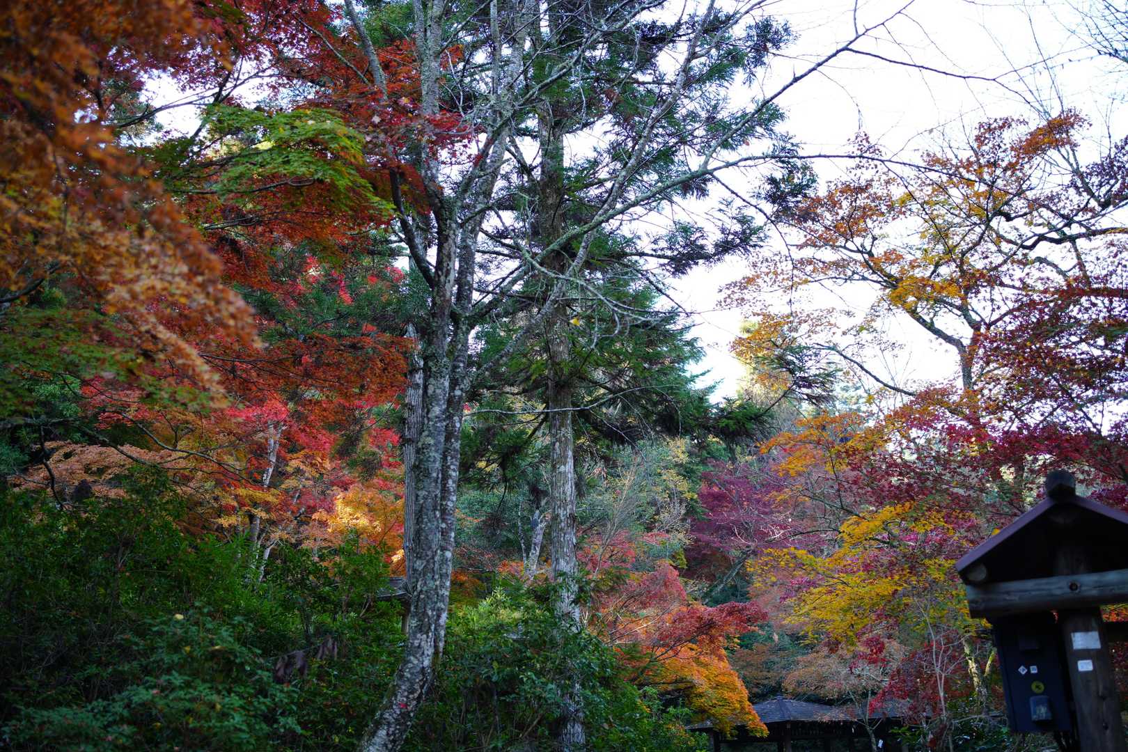 弥山-弥山登山道入口 往復コースの写真