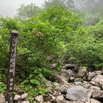 コマドリ沢分岐