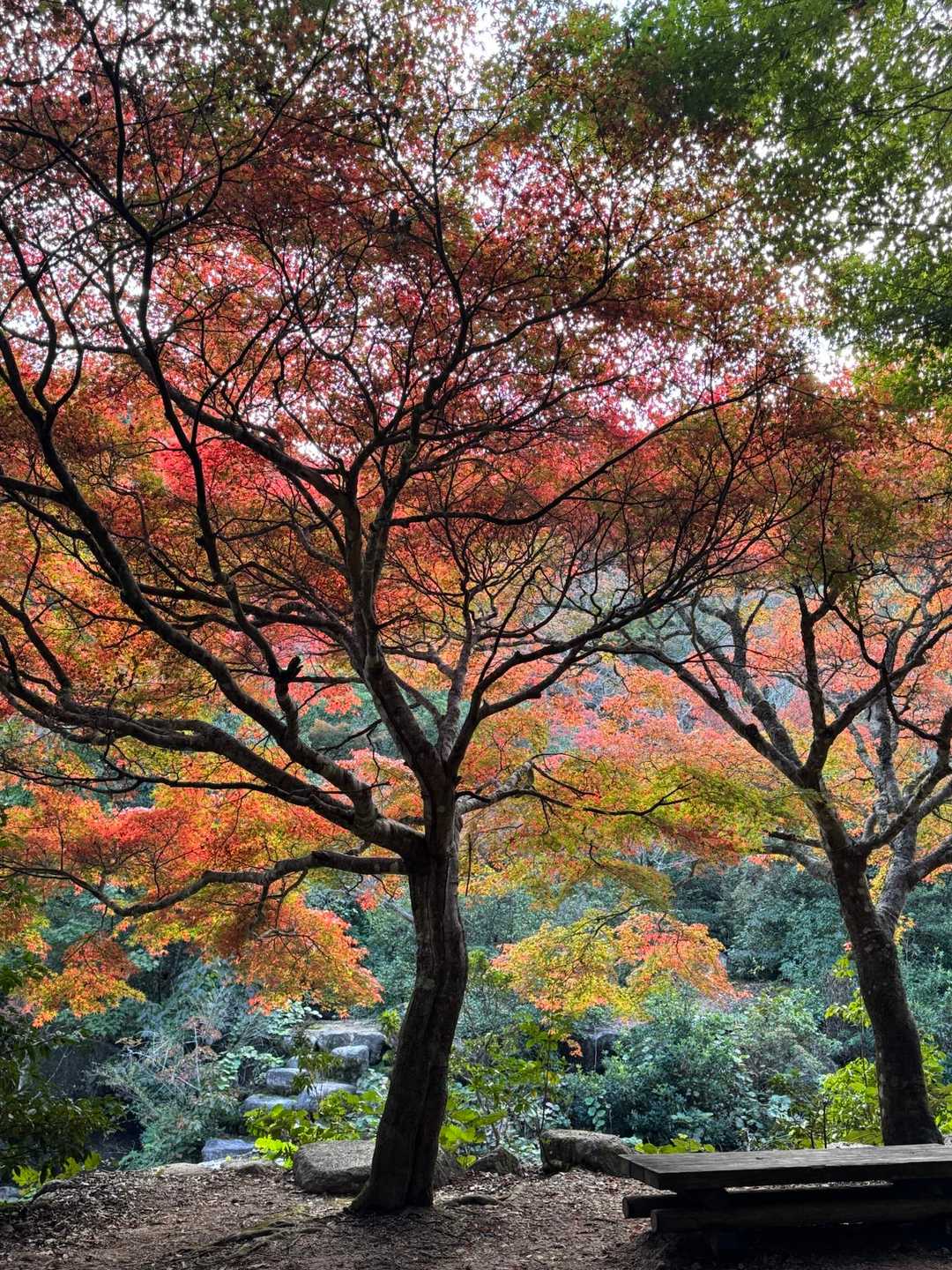 弥山登山道入口-紅葉谷橋-弥山 周回コースの写真