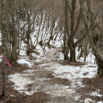 避難小屋を少し過ぎると踏み締められた雪が凍っています
