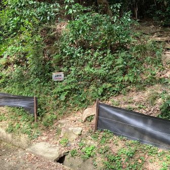 登山計画とは違うけど、道標に従い、こちらから山頂を目指します。