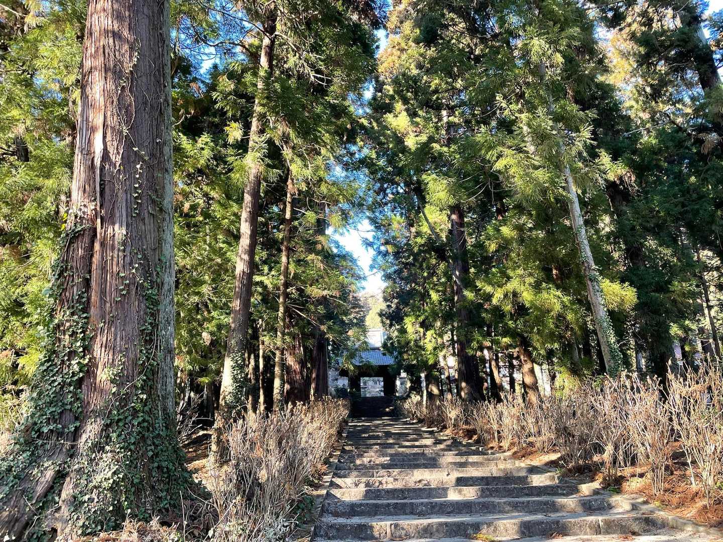 大中寺の参道です。歴史あるお寺だそうで、上杉謙信が北条氏と和議を結んだお寺だそうです。