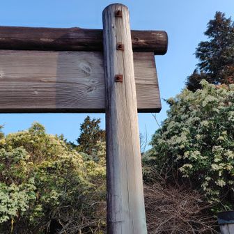 3月下旬頃から池の平には馬酔木（アセビ）の群落が広がる💡