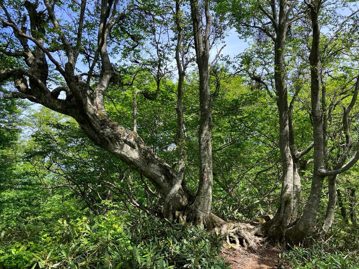 元は同じ。
一卵性ソーセージ。