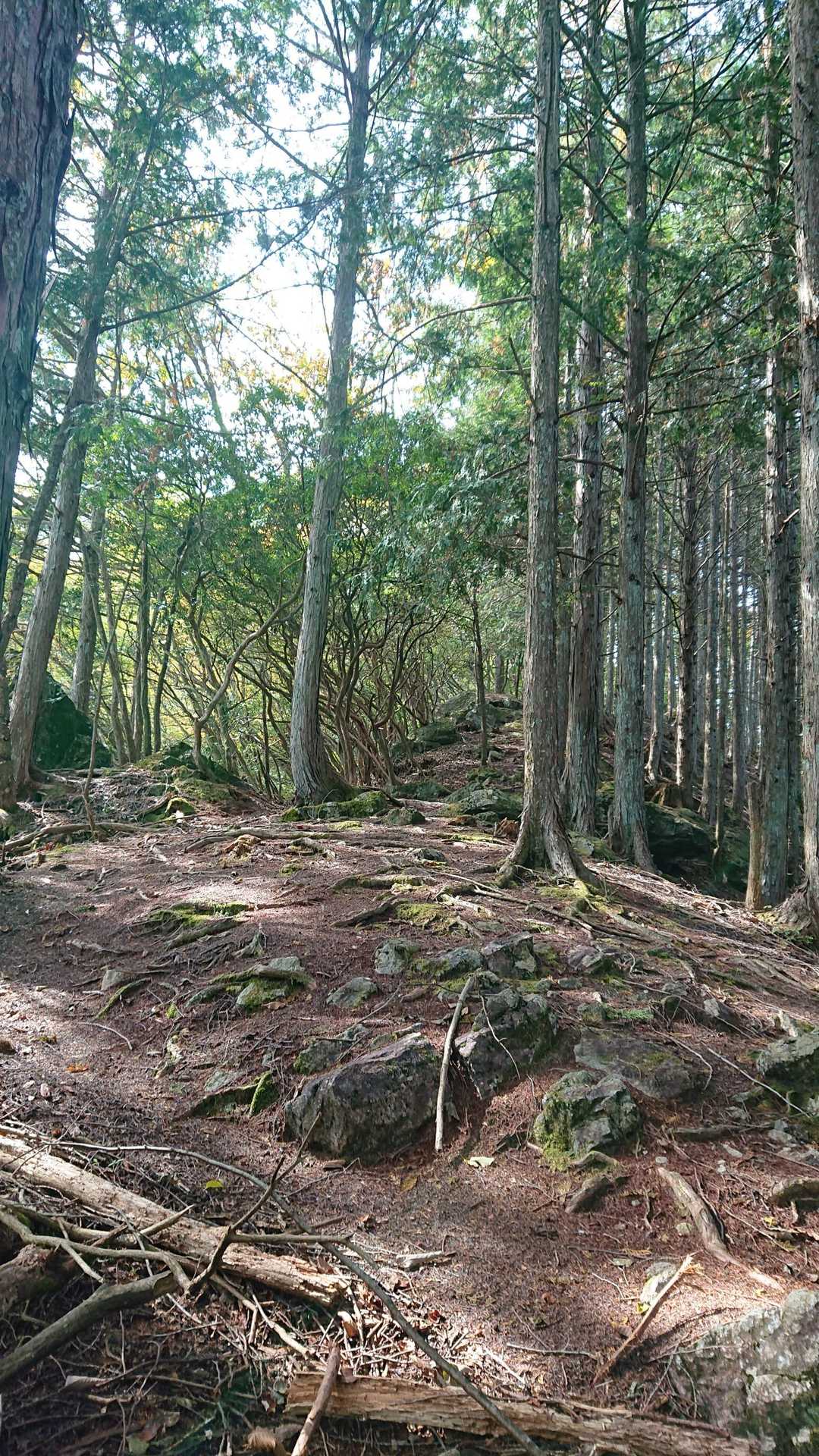 急登から一息つく稜線