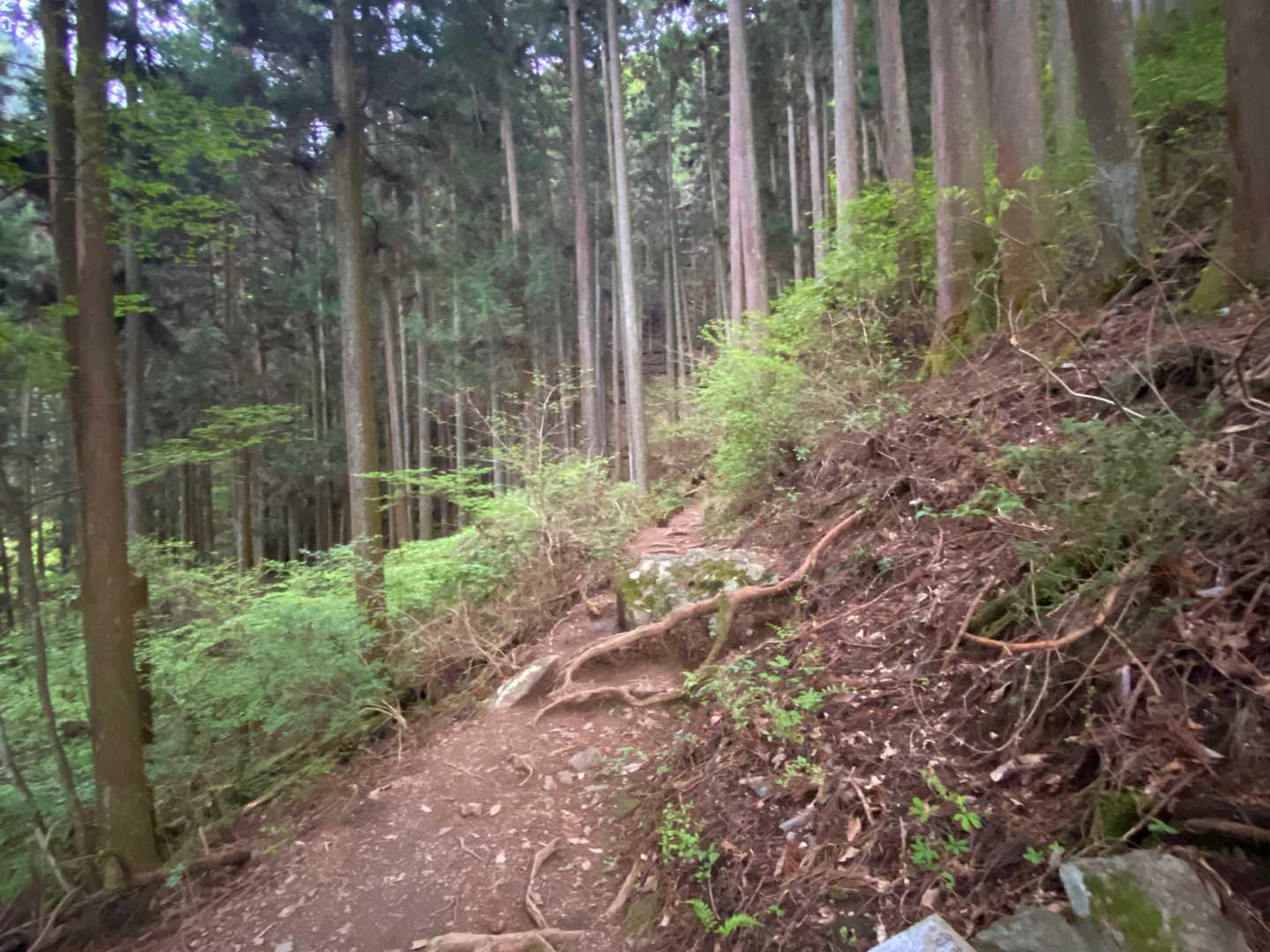 ぐんぐん登ってくから絶対一回檄下りあると思ったけどなかった