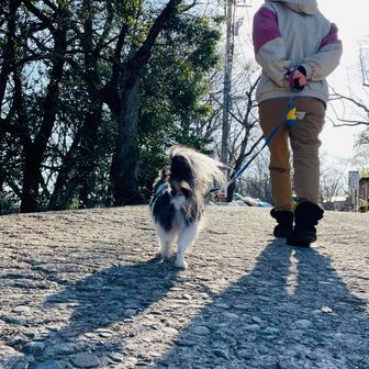 歩き出したふうたくん🐕