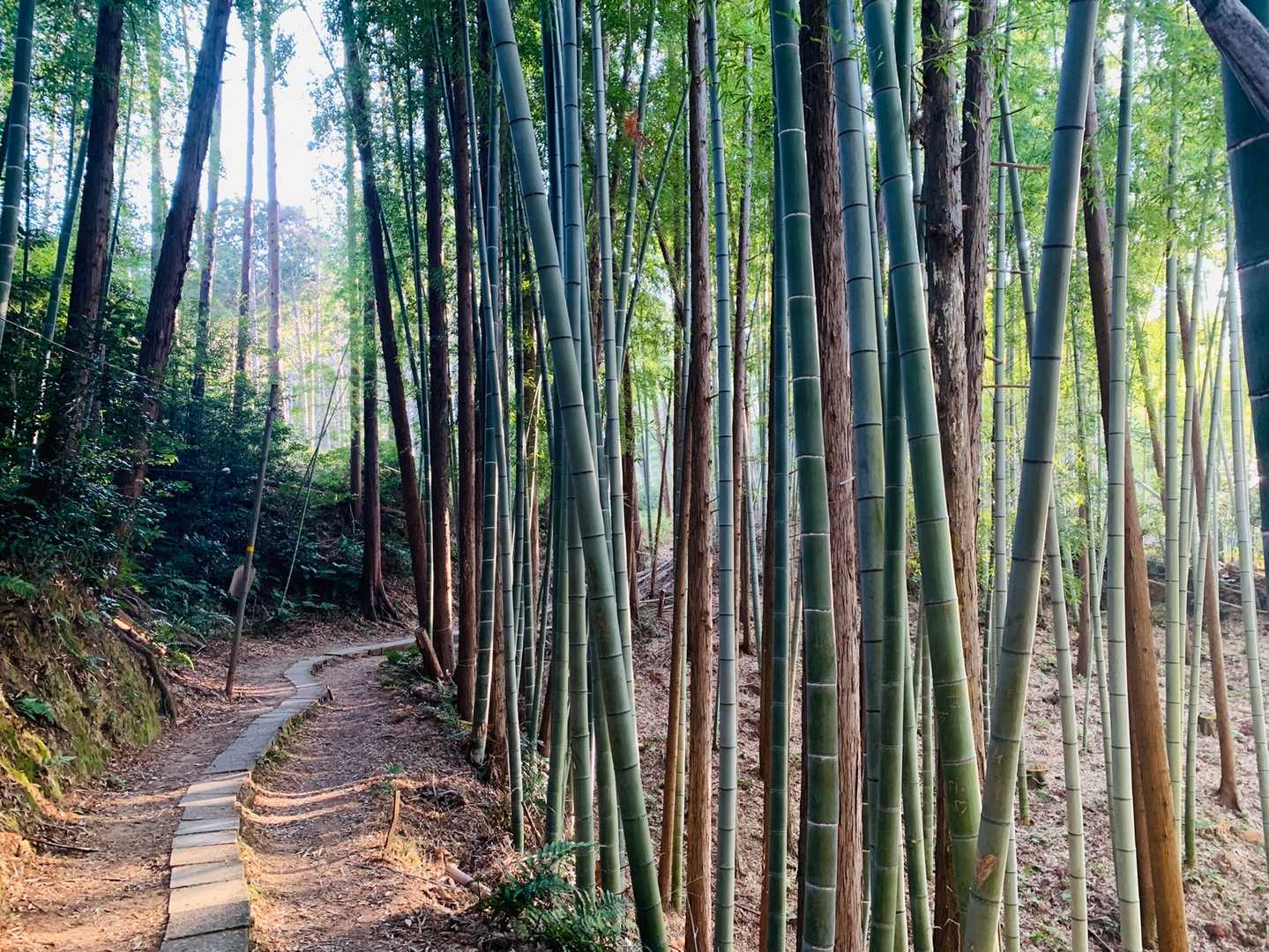 圧巻の千本鳥居を歩く、伏見稲荷山歩の写真