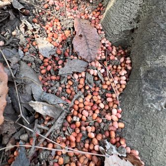 なんだ？
木の実？
触ってみたらオガクズの塊みたいで木の実では無いような？
🔍検索したら
ゴマボクトウ(胡麻斑木蠹蛾)
の幼虫の糞らしい😅
糞か〜い🤣
成虫の蛾は胡麻模様で、木蠹は木食い虫の意味。

