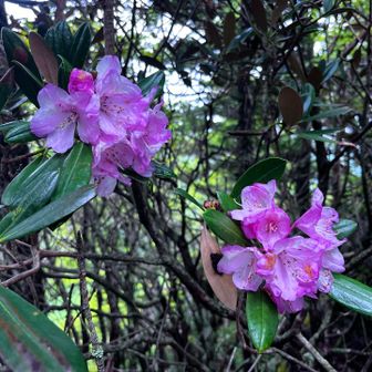 ギリギリ残っていたシャクナゲ🌸
天城以来！見ることができて嬉しかった〜！