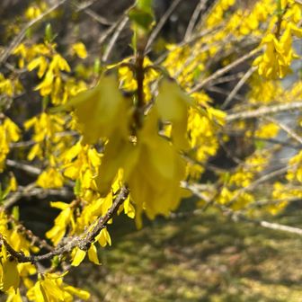 境内のキレンギョウ