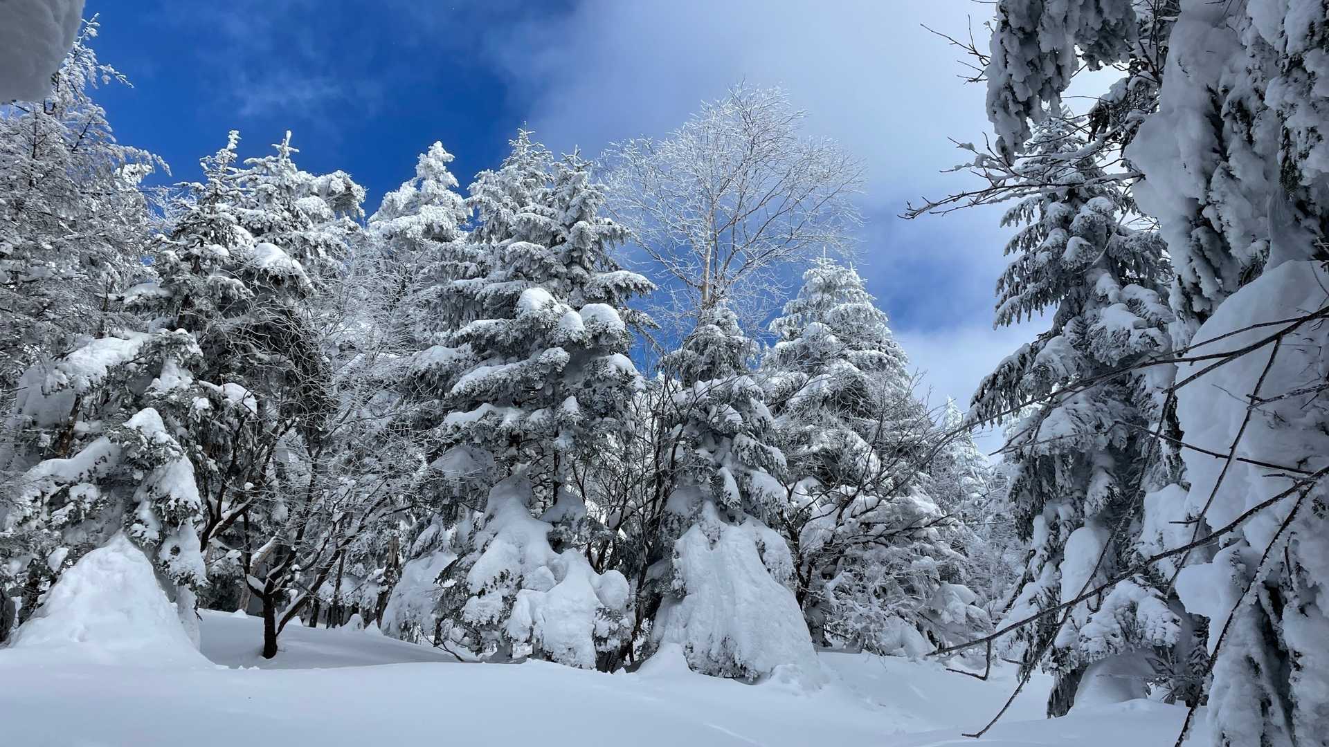 縞枯山・茶臼山周回 | 溶岩台地から、北八ヶ岳の特異な植生を実感しつつ逍遥の写真