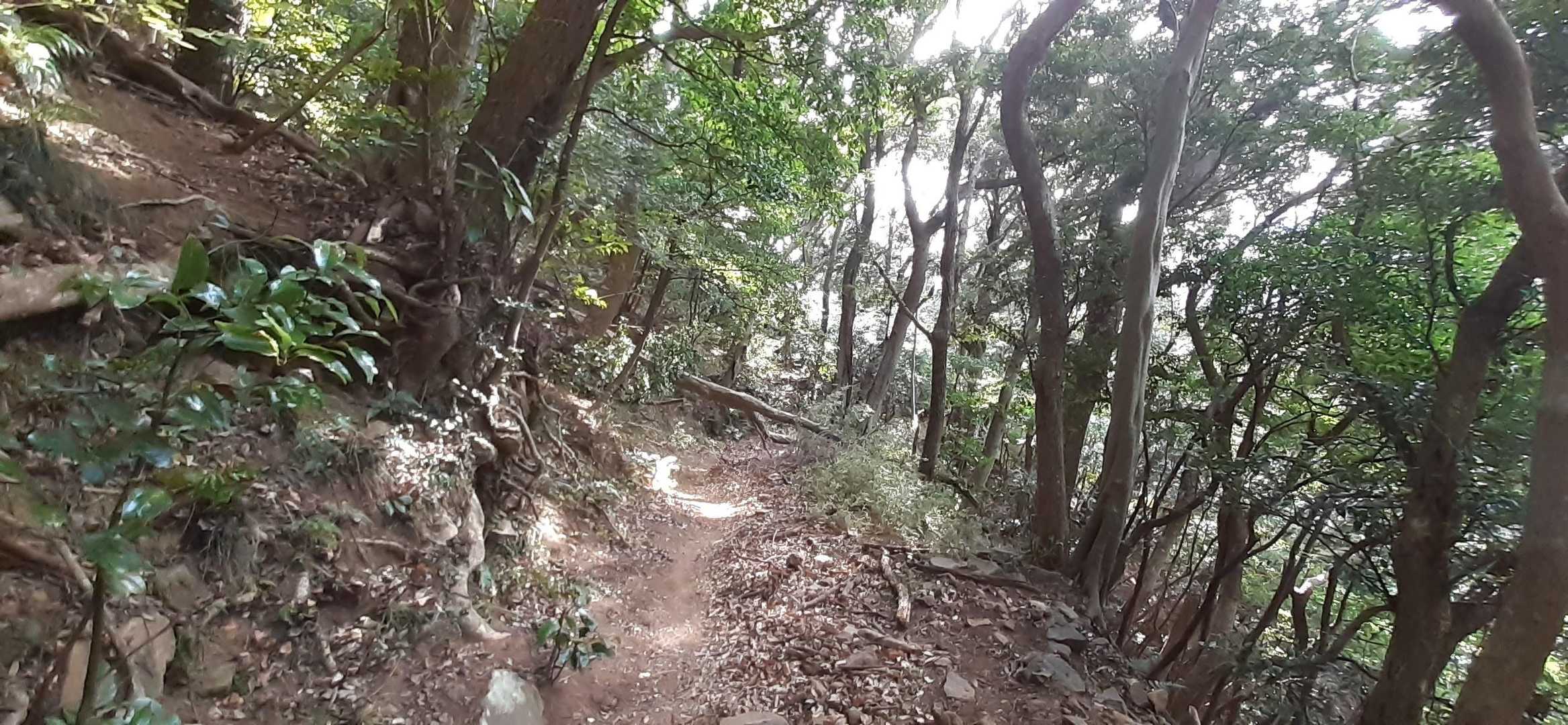 【フラット登山】十国峠から熱海へ　海を正面にひたすら下るの写真