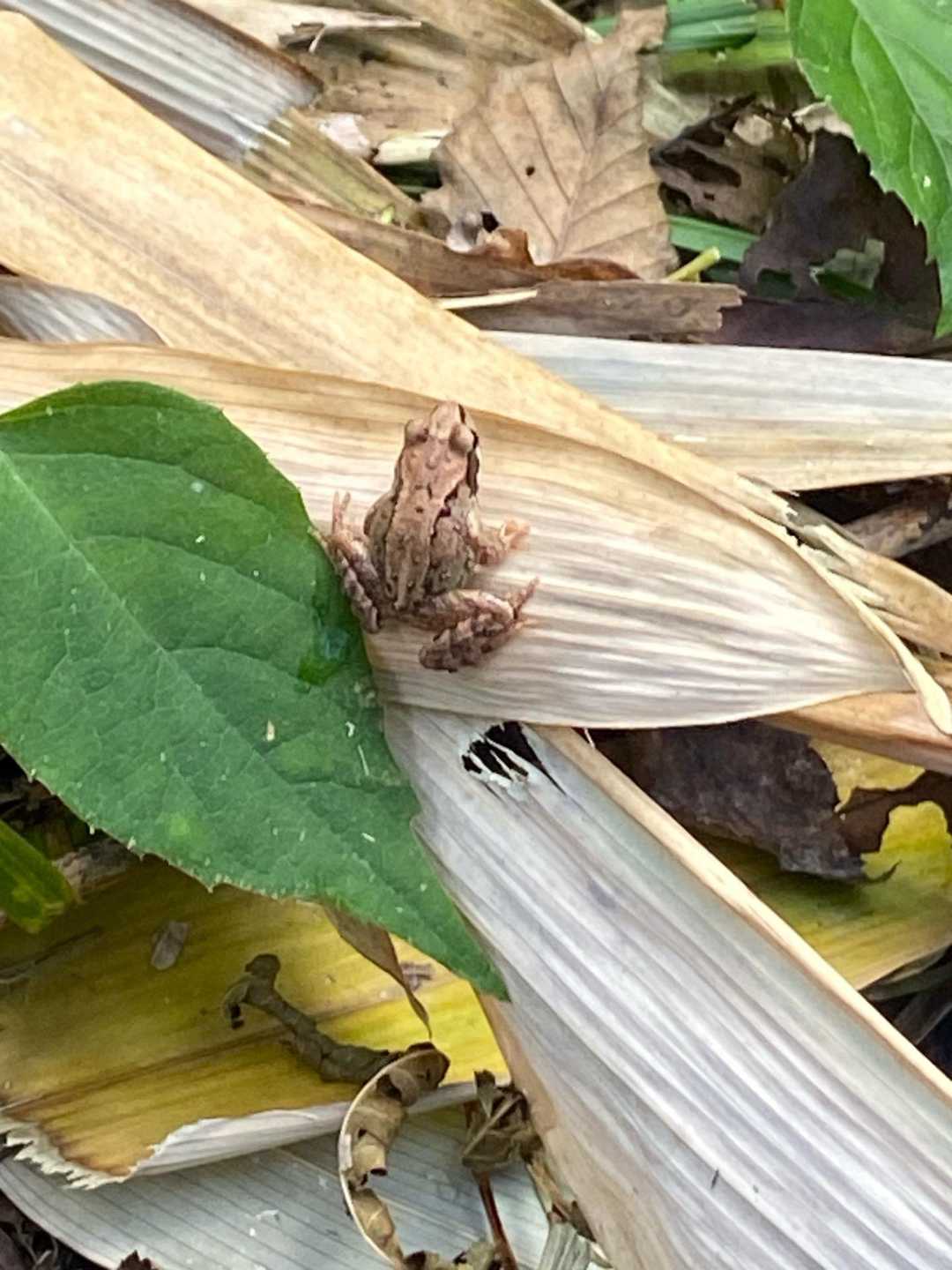 本物🐸