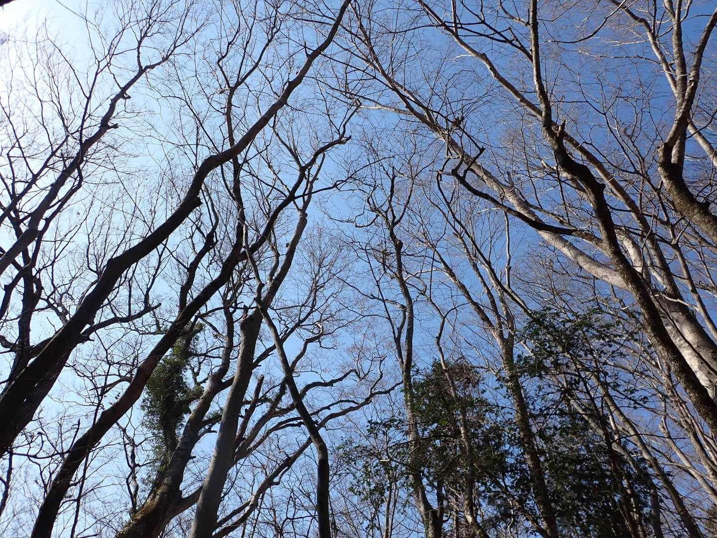 熊群山 往復コースの写真