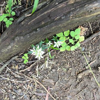 一丁平付近はお花がいっぱい咲いています。