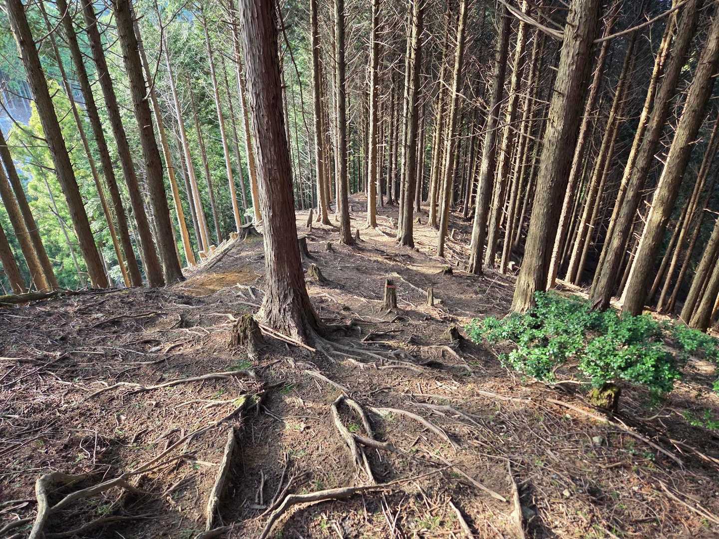 山道はあっという間