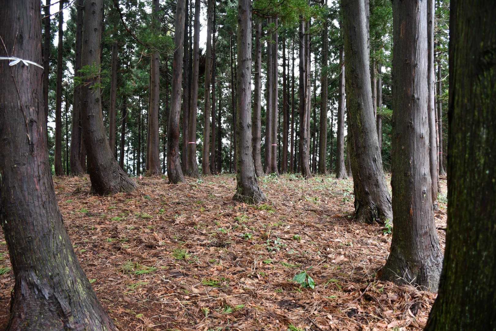 たいら！ ここでヤマップに乗ってるルートと合流しました。 我々はいつぞやにできたルートを歩いてきたらしいです(雷山の主っぽい人に聞きました)
