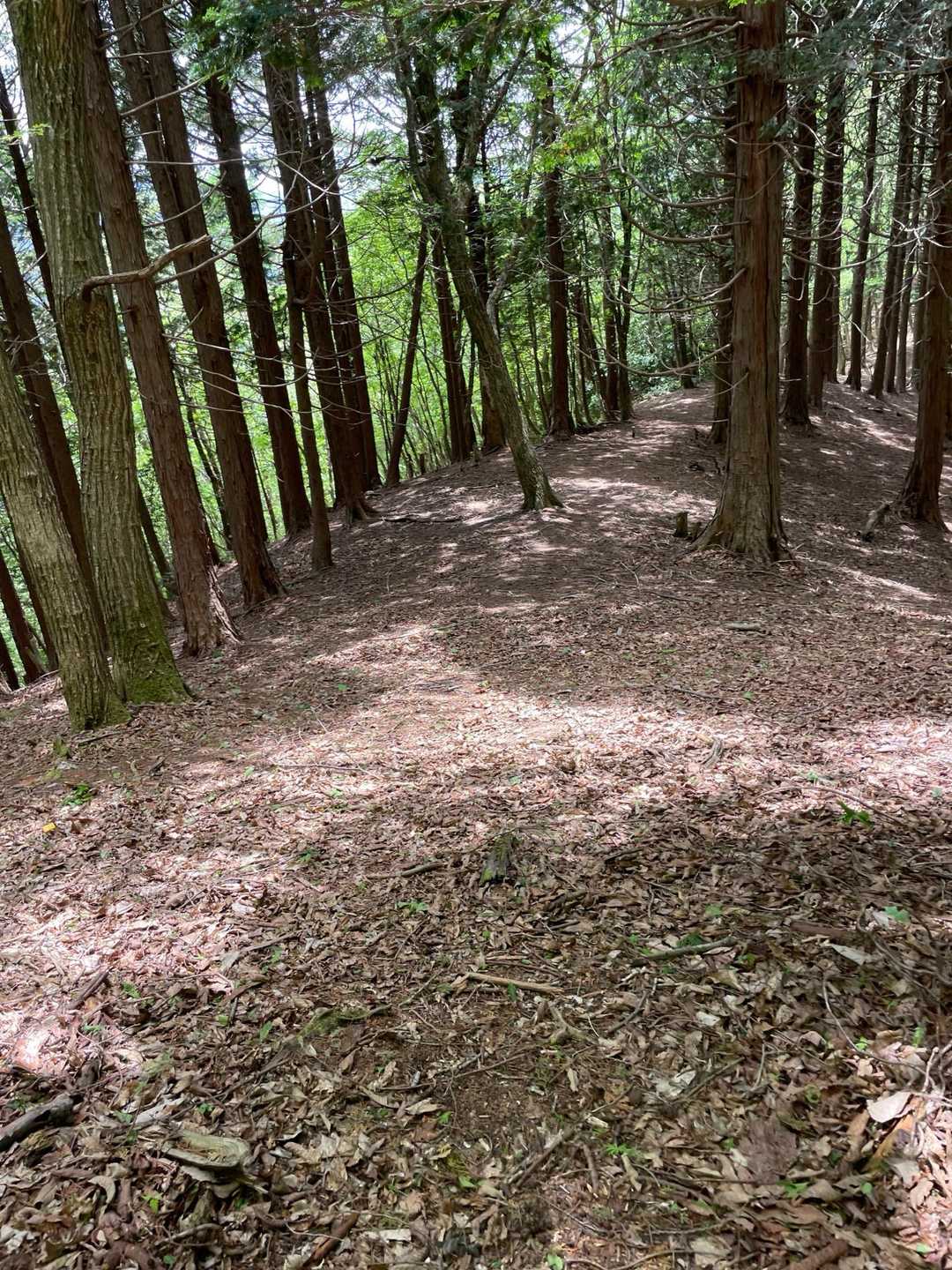 歩き易い登山道に